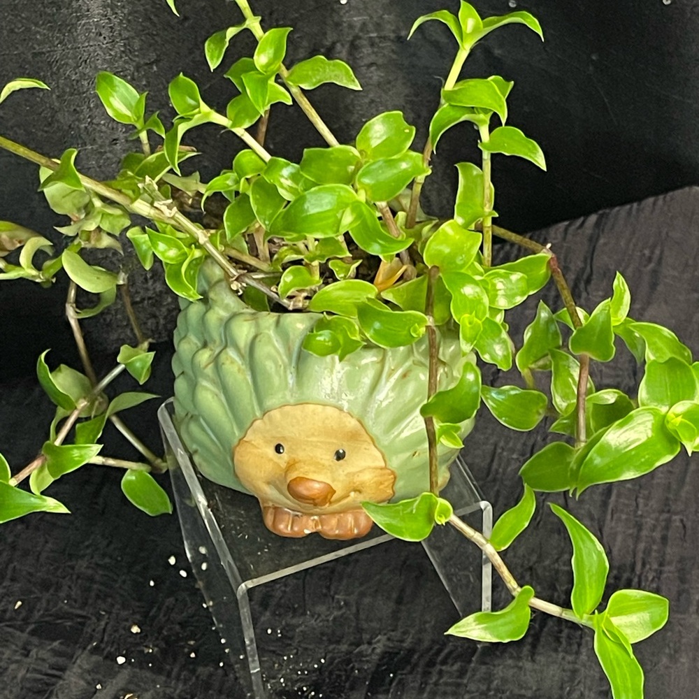 Green Tradescantia